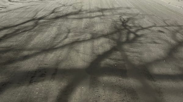 A road covered in snow with the shadow of trees on it